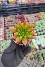 Orostachys spinosa-Binbir Surat - Görsel 2