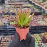 Orostachys spinosa-Binbir Surat