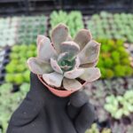 Echeveria Marrom
