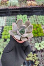 Echeveria Marrom