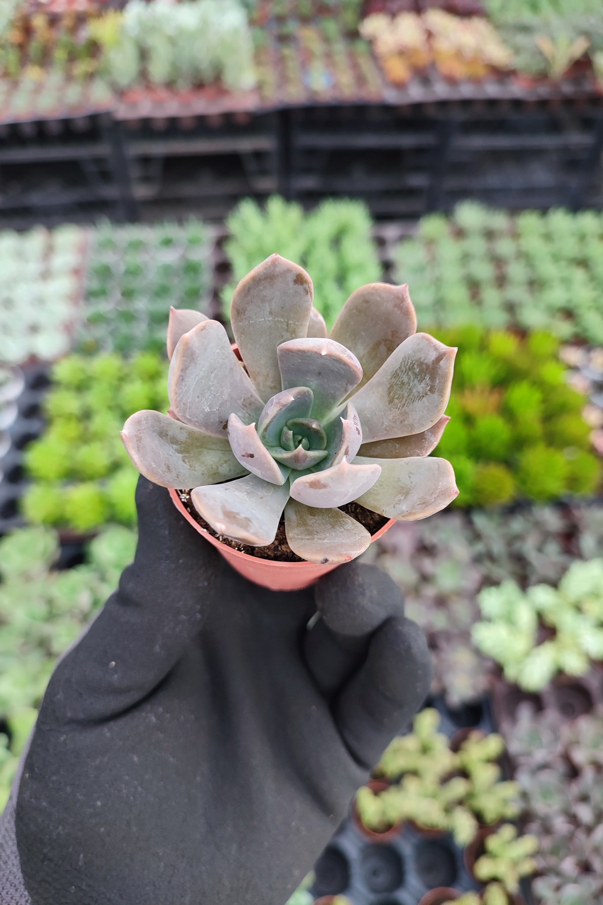 IMG_20260824_170600 Echeveria Marrom - Görsel 1