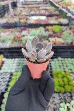 Echeveria Marrom - Görsel 2
