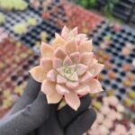 Echeveria Arze