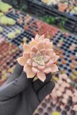 Echeveria Arze