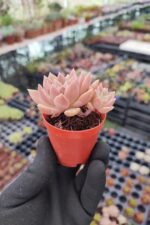 Echeveria Arze - Görsel 2