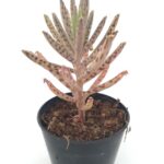 Kalanchoe tubiflora delagoensis (Mavi Gözyaşı)