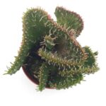 Euphorbia flanaganii f. cristata