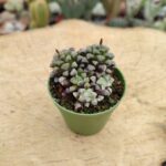 Anacampseros Filamentosa Tomentosa