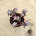 Sedum spathulifolium