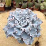 Echeveria crispate beauty