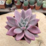 Graptoveria Pink Donna