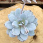 Echeveria lalui