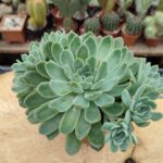 Echeveria elegans