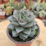Echeveria purpusorum