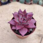 Echeveria agavoides Romeo Rubin