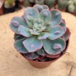 Echeveria raindrops