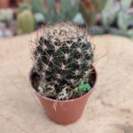 Copiapoa Ssp. Kaktüs