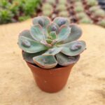Echeveria raindrops