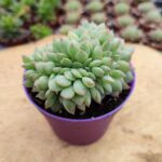 Echeveria Apus Cristata