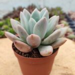 Graptoveria Opalina