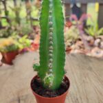 Cereus rependus