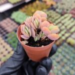 Kalanchoe Ssp. Sukulent