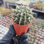 Mammillaria mammulosa