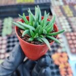 Bergeranthus concavus - Sarı Çiçekli