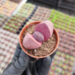 Pleiospilos nelii royal flush