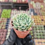 Echeveria blue lotus