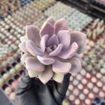 Graptoveria debbie