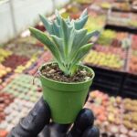 Senecio kleiniiformis