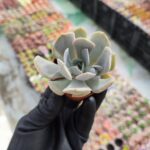 Echeveria runyonii Rose