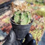 Astrophastrophytum capricorne hybird