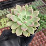 Echeveria Arze