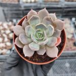 Echeveria marrom