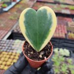 Hoya Kerri variegata