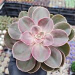 Echeveria magicred