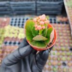 Kalanchoe Ssp. Pembe Çiçekli