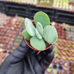 Crassula cotyledonis