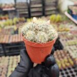 Mammillaria prolifera