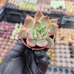 Agavoides Miranda Sukulent