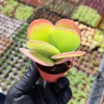 Kalanchoe thyrsiflora