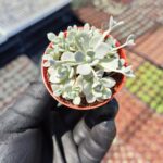 Orostachys iwarenge bankoklu