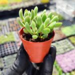 Crassula rogersii