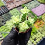 Crassula perforata variegata