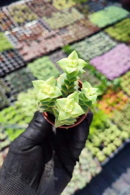 Crassula perforata variegata