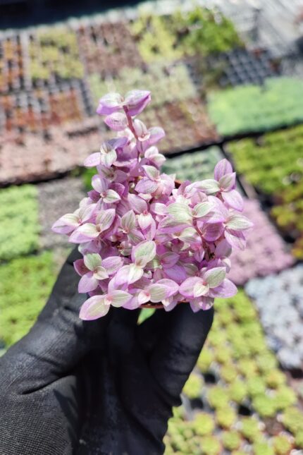 Callisia repens