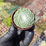 Sempervivum arachnoideum rubi