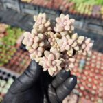 Graptopetalum Mirinae